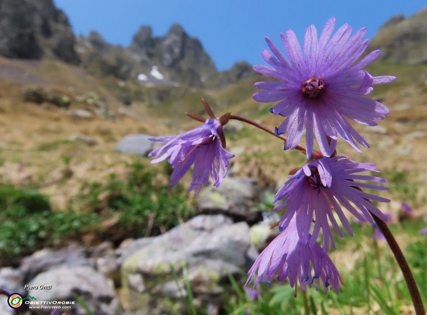 55 Soldanella alpina (Soldanella alpina ) con vista in Valletto.JPG
